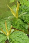 Trillium kurabayashii blossoms & foliage detail
