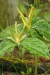 Trillium kurabayashii