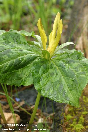 Trillium kurabayashii blossom & foliage detail