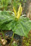 Trillium kurabayashii blossom & foliage detail