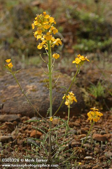 Western (Rough) Wallflower