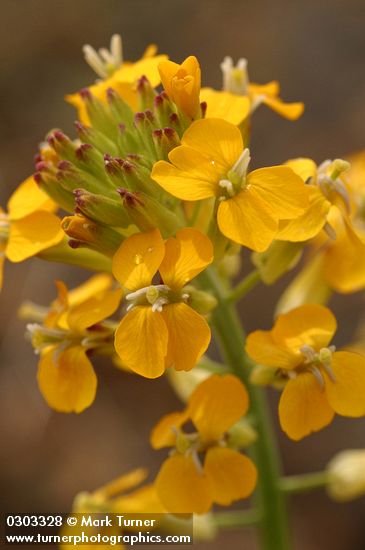 Western (Rough) Wallflower blossoms detail