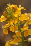 Western (Rough) Wallflower blossoms detail