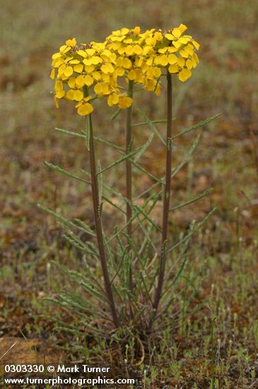 Western (Rough) Wallflower