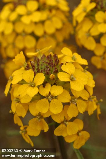 Western (Rough) Wallflower blossoms detail