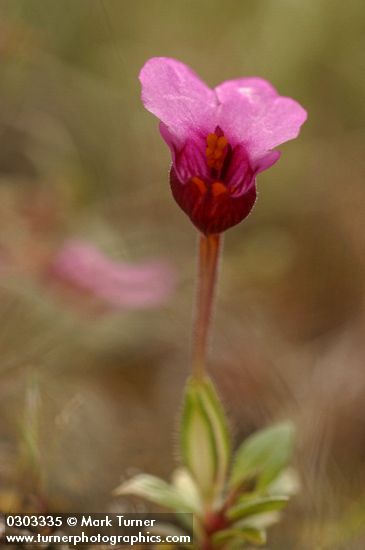 Jepson's Monkeyflower blossom & foliage detail