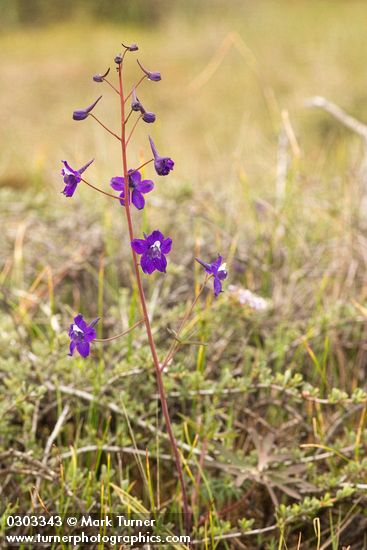 Slim Larkspur