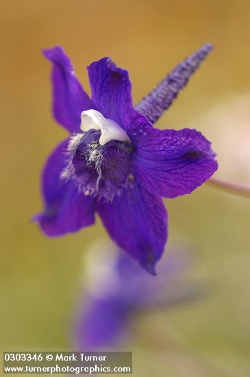 Slim Larkspur blossom detail