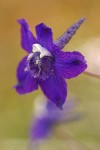 Slim Larkspur blossom detail