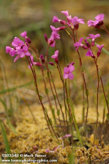Rogue Canyon Rockcress