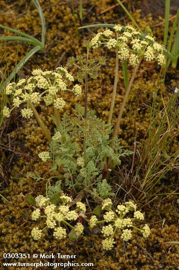 Bigseed Lomatium (Biscuitroot)