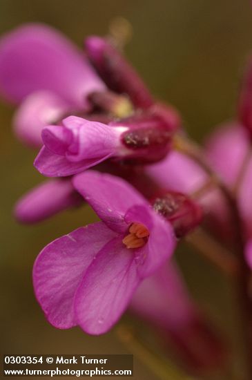 Waldo Rockcress blossoms detail