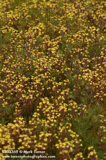 Butter & Eggs mass among grasses & lupines