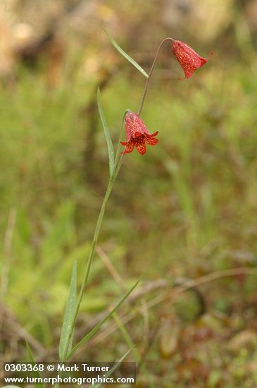 Gentner's Fritillary