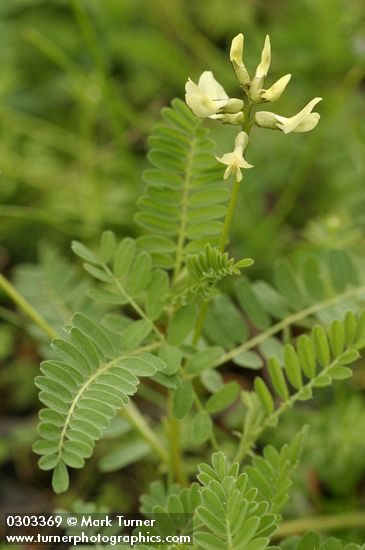 Milk-vetch blossoms & foliage