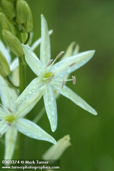 Great Camas (white form) blossoms detail after rain
