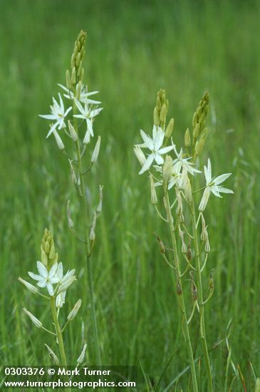 Great Camas (white form) after rain