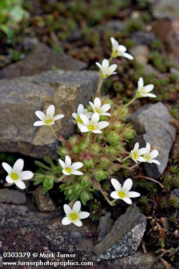 Tufted Saxifrage