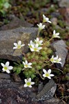 Tufted Saxifrage