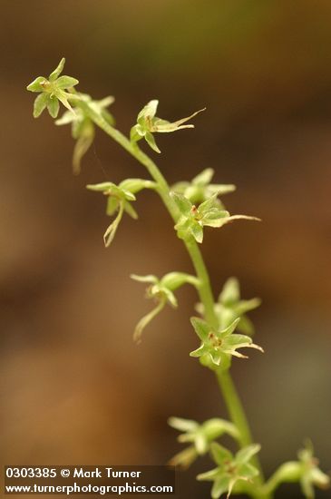 Heart-leaf Twayblade blossoms detail