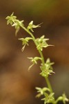Heart-leaf Twayblade blossoms detail