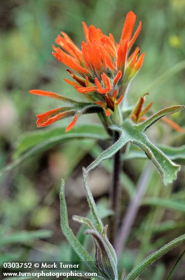 Frosted Indian Paintbrush