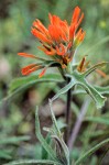 Frosted Indian Paintbrush
