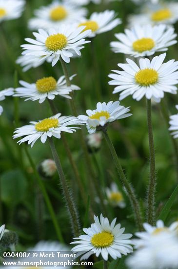 English Daisies