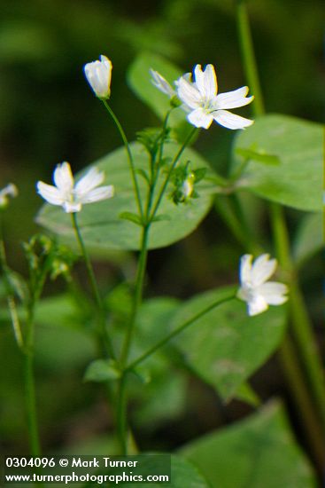 Candyflower blossoms & foliage