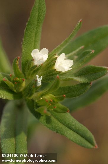 Corn Gromwell blossoms & foliage detail