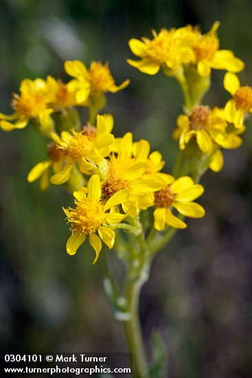 Western Groundsel (yellow form) blossoms