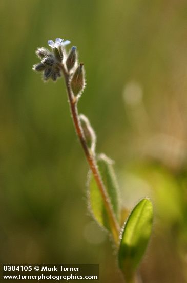 Strict Forget-me-not blossoms & foliage detail, backlit
