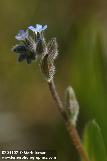 Strict Forget-me-not blossoms detail