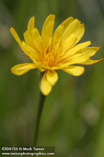Nodding Microseris blossom detail
