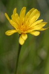 Nodding Microseris blossom detail