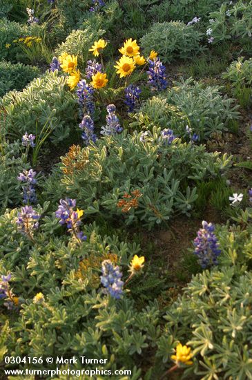 Hooker's Balsamroot among Prairie Lupines at sunset