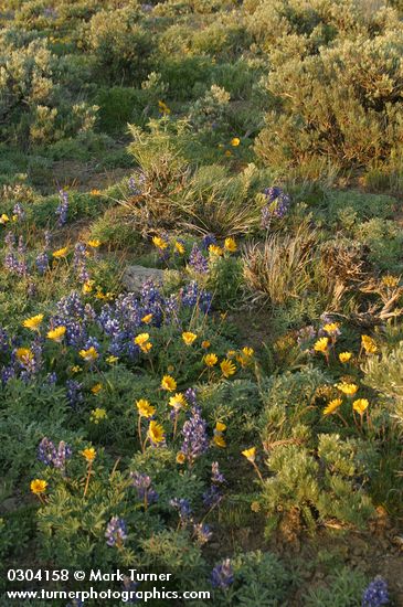 Hooker's Balsamroot among Prairie Lupines & sagebrush at sunset