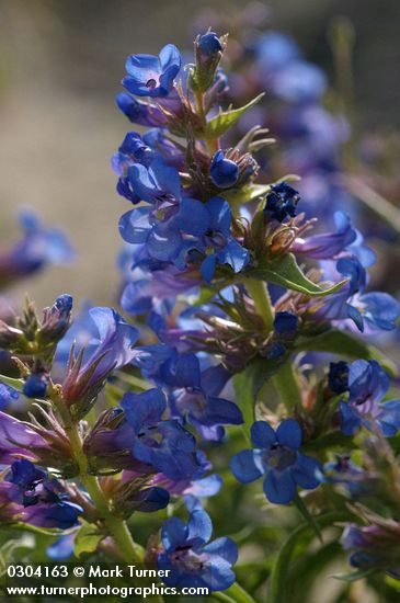 Sand-dune Penstemon blossoms