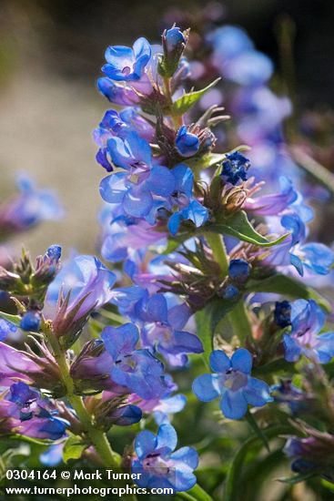 Sand-dune Penstemon