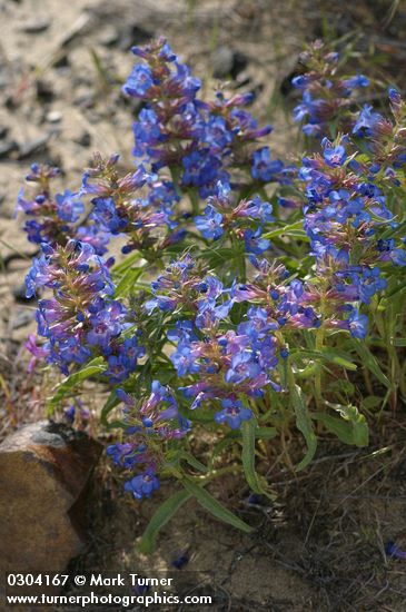 Sand-dune Penstemon
