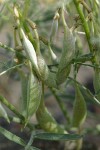 The Dalles Milk-vetch immature fruit detail