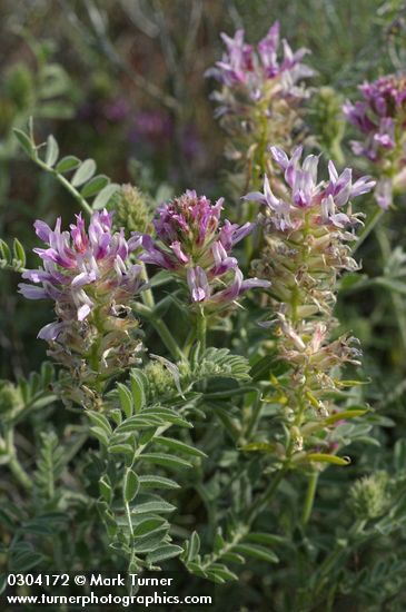 Columbia Milk-vetch
