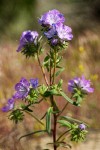 Thread-leaf Phacelia