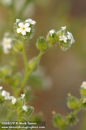 Wing-nut Cryptantha blossoms & foliage detail