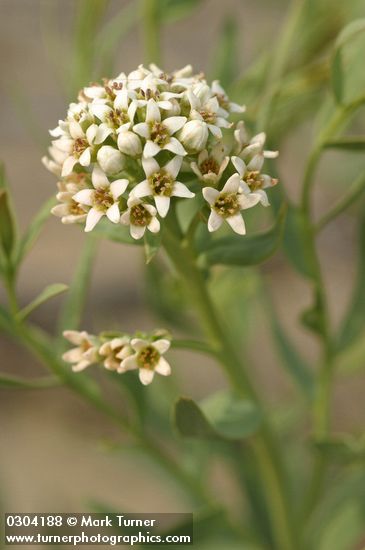 Pale Bastard Toad-flax blossoms detail