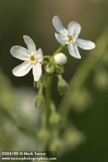 Sagebrush Stickseed blossoms detail