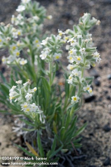 Gray Cryptantha