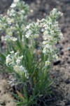 Gray Cryptantha