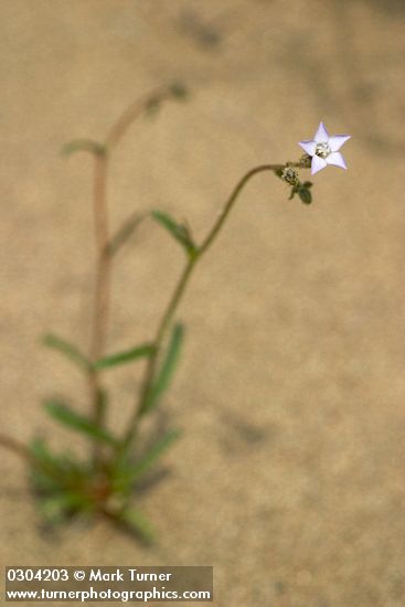 Shy Gilia (Rosy Gilia)