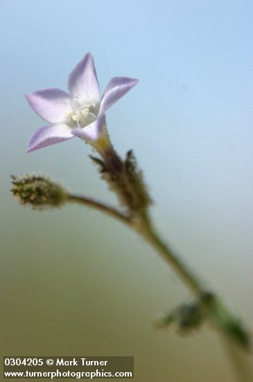 Shy Gilia (Rosy Gilia) blossom detail against sky